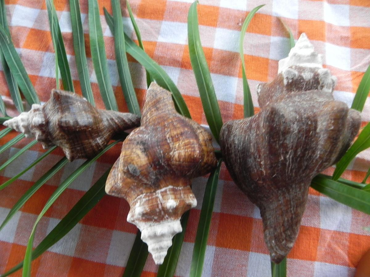 La Ferme Chez Clenya Guesthouse מראה חיצוני תמונה
